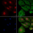 JIP1 Antibody -AF6812
