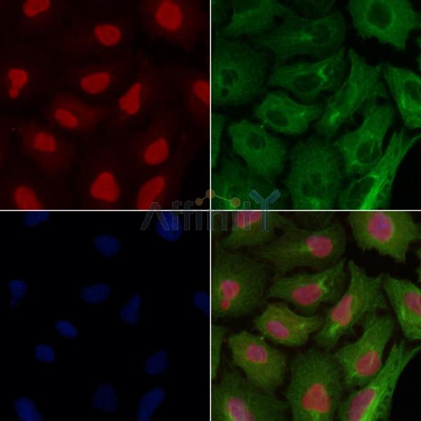 JIP1 Antibody -AF6813