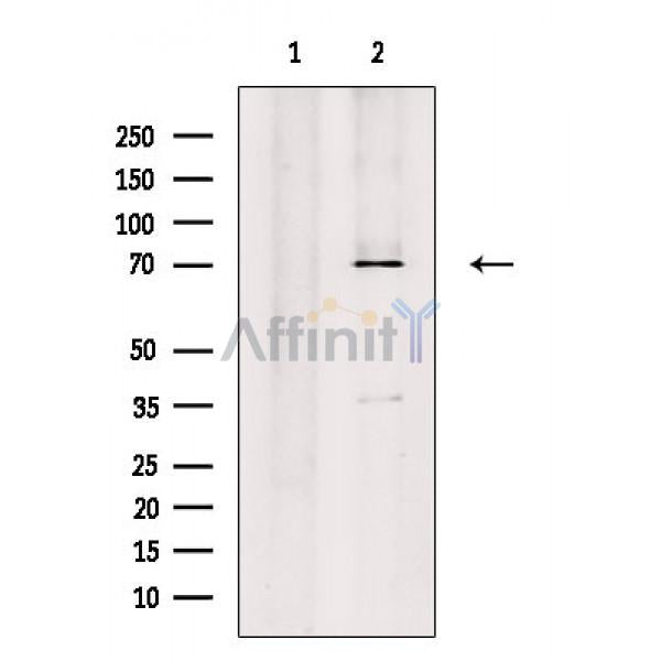 WEE1 Antibody -AF6814