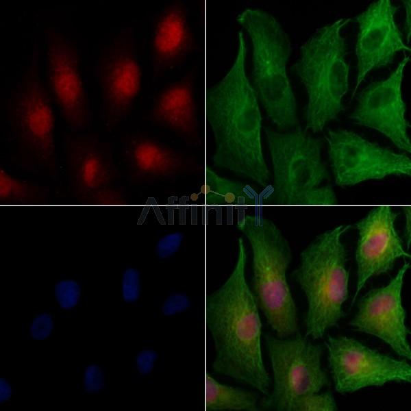 WEE1 Antibody -AF6815