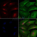 ICK Antibody -AF6816
