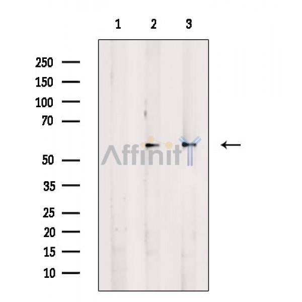 p57 Kip2 Antibody -AF6819