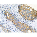 alpha 1 Catenin Antibody -AF6820