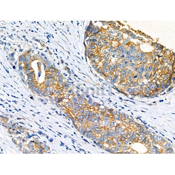 alpha 1 Catenin Antibody -AF6820