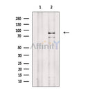 EZH2 Antibody -AF6822