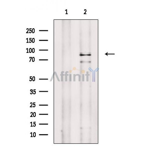EZH2 Antibody -AF6822