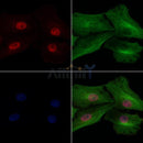 Histone H2A.X Antibody -AF6823