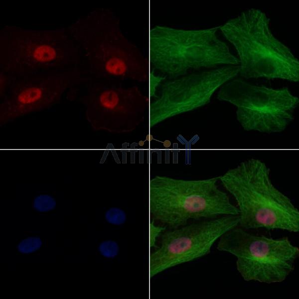 Histone H2A.X Antibody -AF6823