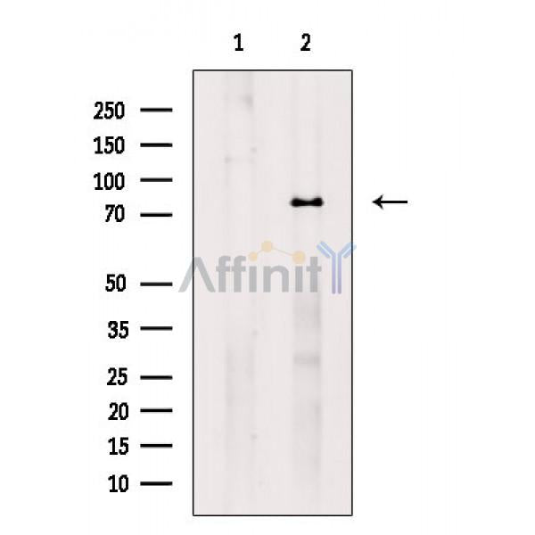 Tau Antibody -AF6825