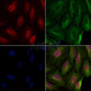 Histone H3 Antibody -AF6831
