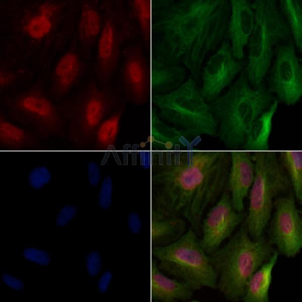 Histone H3 Antibody -AF6831