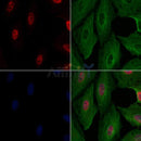 ZEB2 Antibody -AF6840