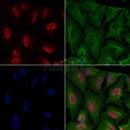 HBP1 Antibody -AF6844