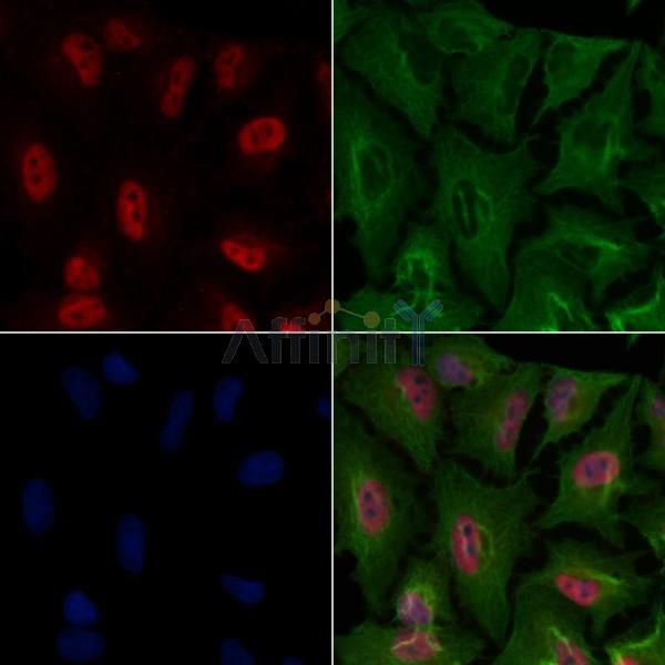 HBP1 Antibody -AF6844