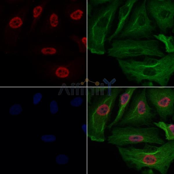 MKK7 Antibody -AF6859