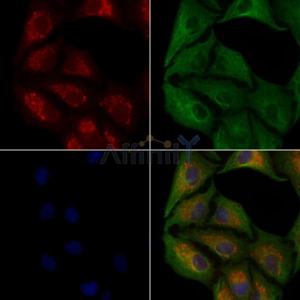 HGS Antibody -AF6861