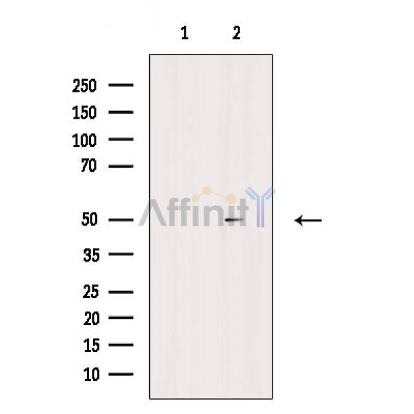 ZIP7 Antibody -AF6866