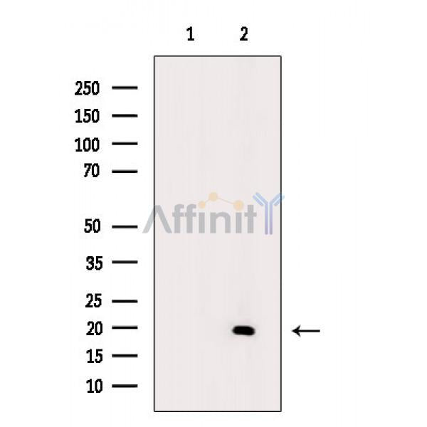 MLC2 Antibody -AF6869