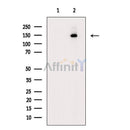 SMC1 Antibody -AF6876