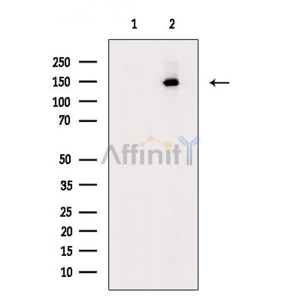 SMC1 Antibody -AF6876