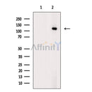 MCM2 Antibody -AF6877