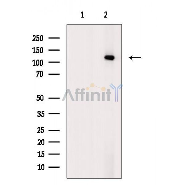 MCM2 Antibody -AF6877