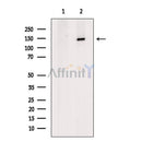 SMC1 Antibody -AF6878