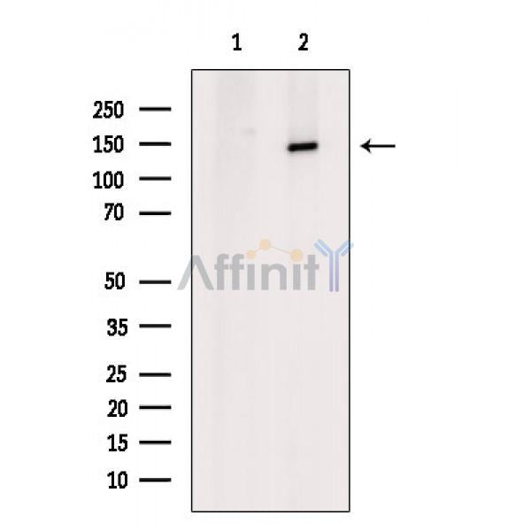 SMC1 Antibody -AF6878