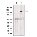 MCM2 Antibody -AF6880
