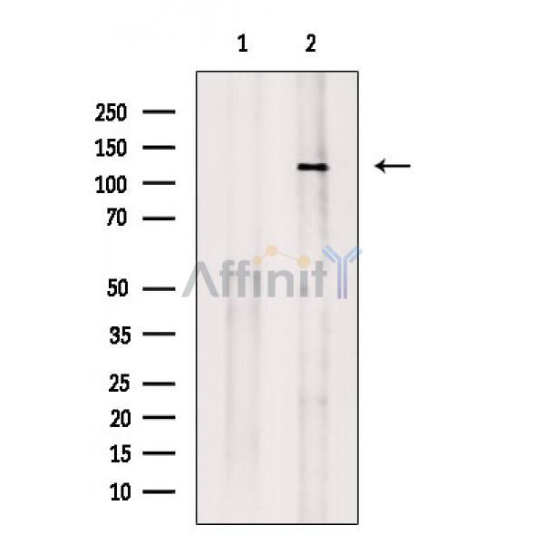 MCM2 Antibody -AF6880