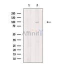NFAT1 Antibody -AF6882