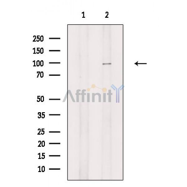 NFAT1 Antibody -AF6882