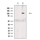 PSD95 Antibody -AF6884
