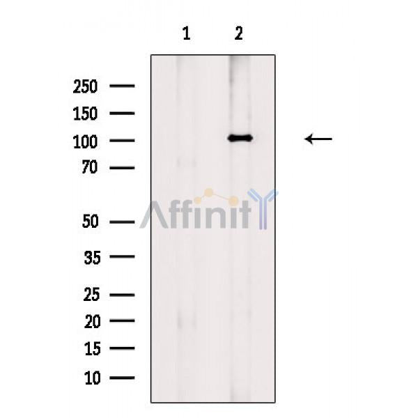 PSD95 Antibody -AF6884