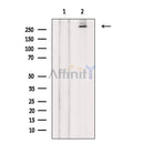 LRRK2 Antibody -AF6887