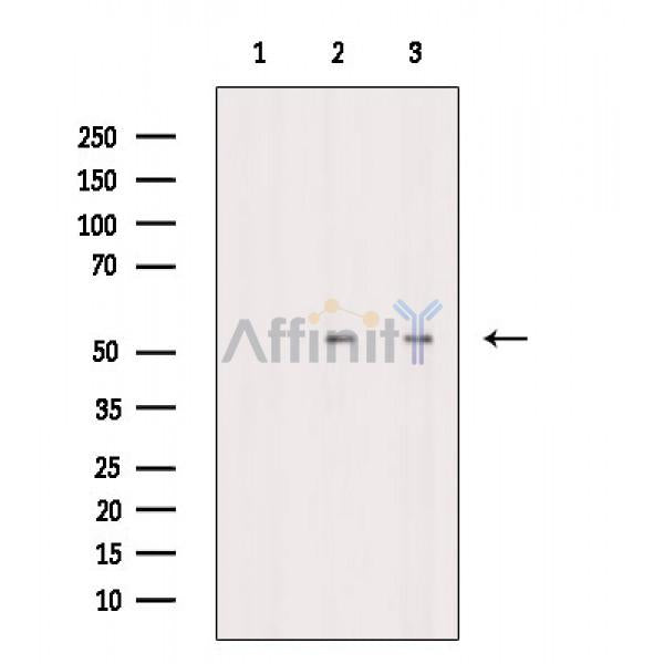Parkin Antibody -AF6889