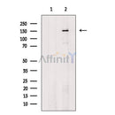 ROCK1 Antibody -AF6895