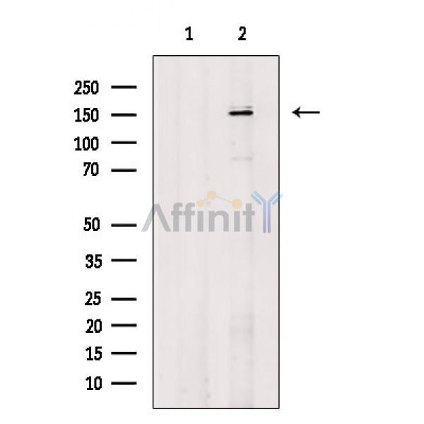 ROCK1 Antibody -AF6895