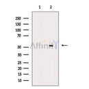 Smad5 Antibody -AF6899