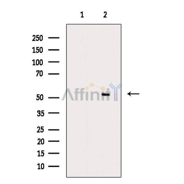 Smad5 Antibody -AF6899