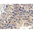 RIP3 Antibody -AF6900