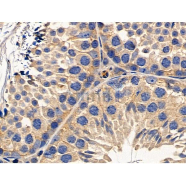 RIP3 Antibody -AF6900