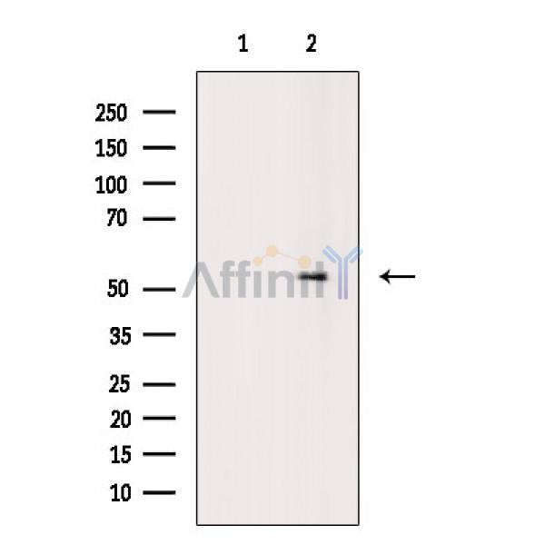 MLKL Antibody -AF6902