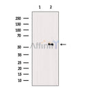 MLKL Antibody -AF6905