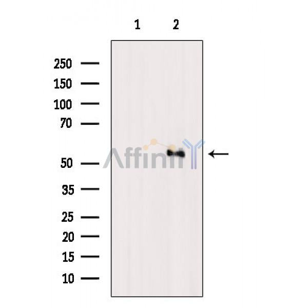 MLKL Antibody -AF6905