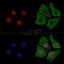 Tau Antibody -AF6913