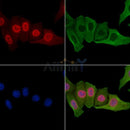 BRCA2 Antibody -AF6914