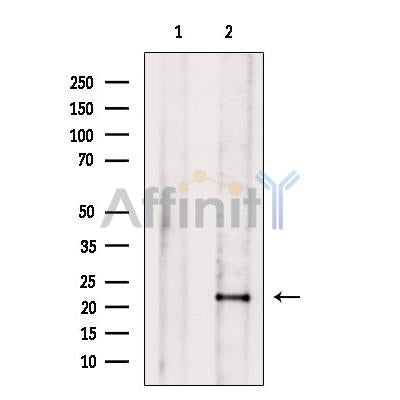 FADD Antibody -AF6930