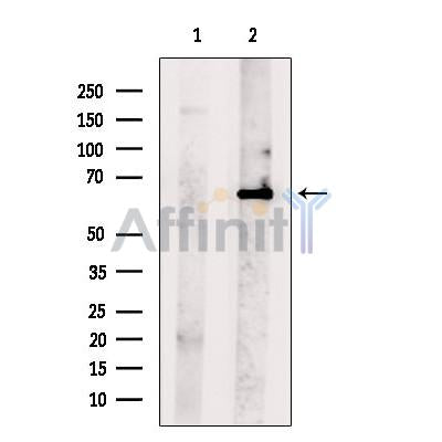 Paxillin Antibody -AF6933
