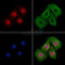 C-RAF Antibody -AF6969
